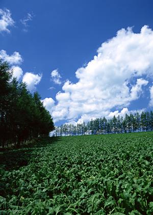 静岡県の信頼できる葬儀・家族葬・火葬施設徹底紹介|低価格と高品質を実現する家族葬のタクセル
