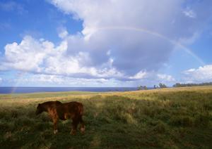 川越で選ばれる葬儀サービスの全貌:安心・信頼のプランを徹底解説