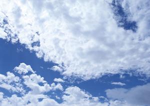 いま静かに注目される樹木葬とは